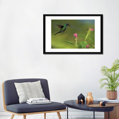 Sword-Billed Hummingbird And Insect, Ecuador by Tim Fitzharris - Photograph