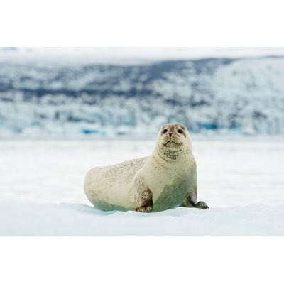 " Lying Bearded Seal " by Kapulya