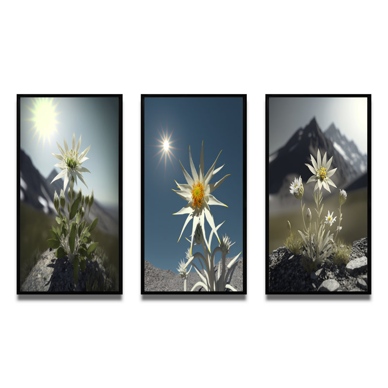 «Blossoming Edelweiss Flower Under Sun», 3 pièces, Cadre flottant noir, H 40 po x l 60 po