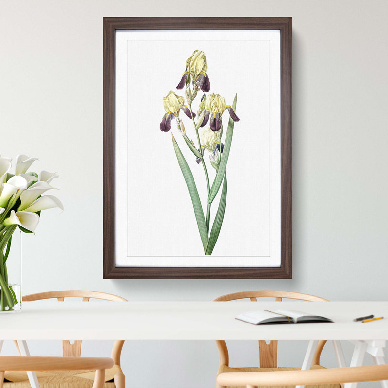 Elder-scented Iris Flower by Pierre-Joseph Redoute - Picture Frame Painting Print, Walnut Framed, 48cm H x 36cm W x 2cm D
