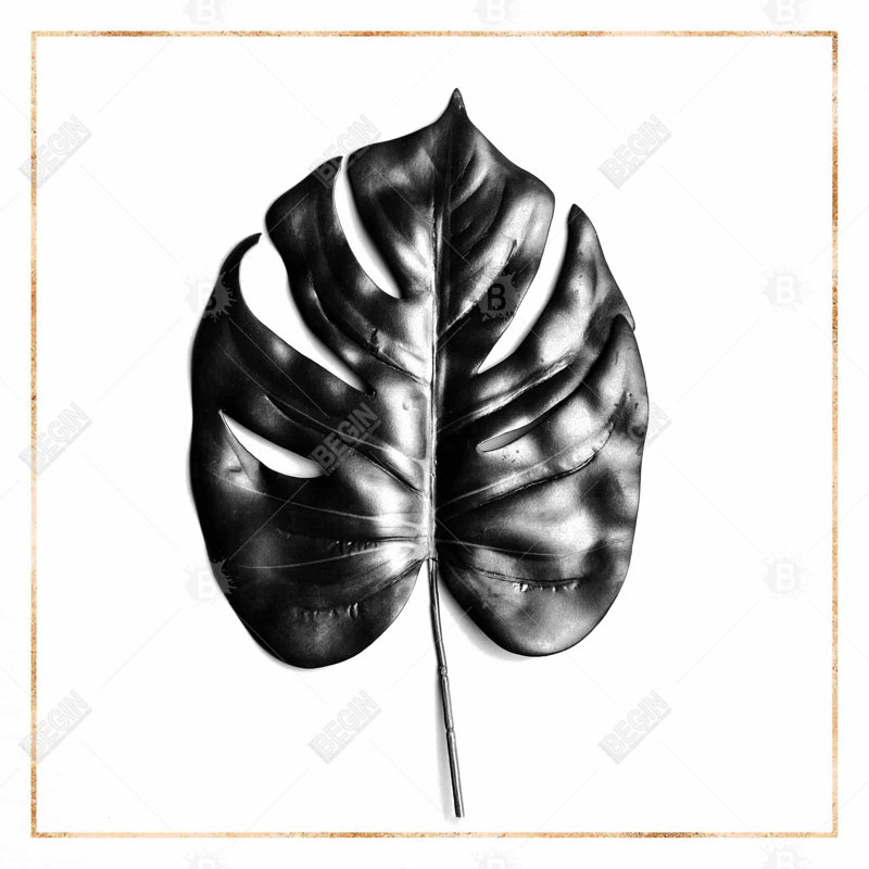 " Split Leaf Philodendron With Rose Line "