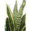 30" Artificial Snake Plants in Black Pots