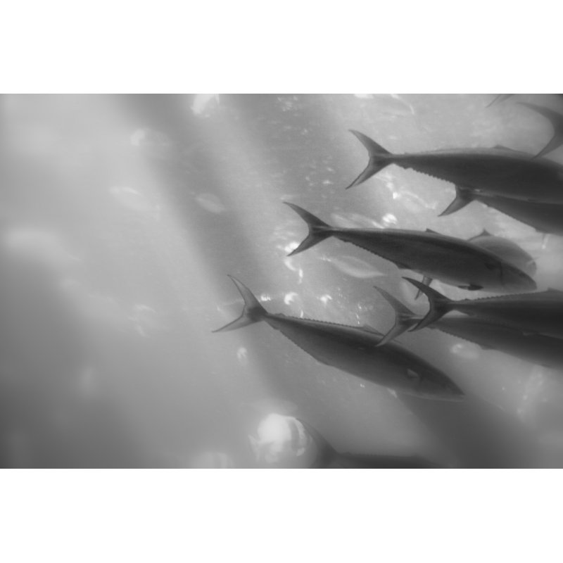 Underwater World 32 by DAG, Inc - Wrapped Canvas Art Prints, 30cm H x 46cm W x 3.8cm D