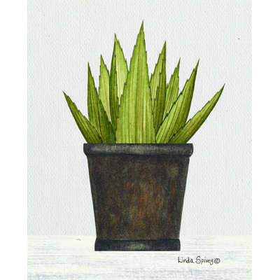 " Potted Aloe Vera "