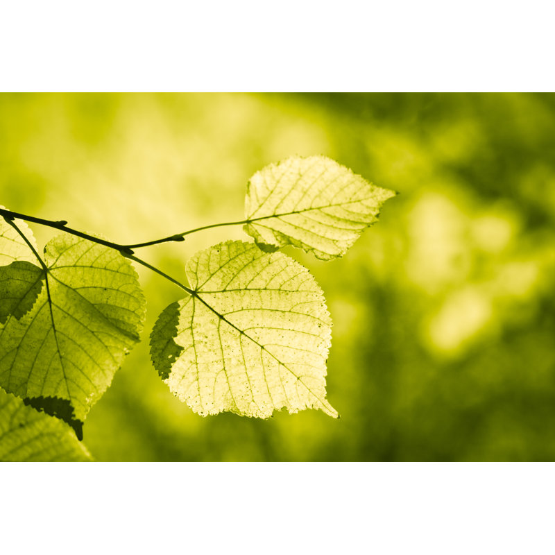 Green Nature by Jeja - Wrapped Canvas Print, 20cm H x 30cm W