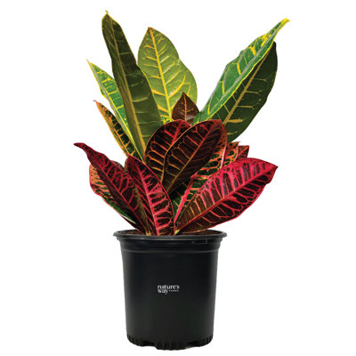Nature's Way Farms Croton Petra Live Plant 15-25inches Tall in Growers Pot
