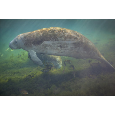 Lamantin - photographie sur toile tendue