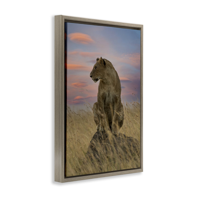 Lionne forte au coucher du soleil, Cadre flottant orme Montalcino, H 25 po x l 17 po