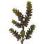 Fleur artificielle succulente