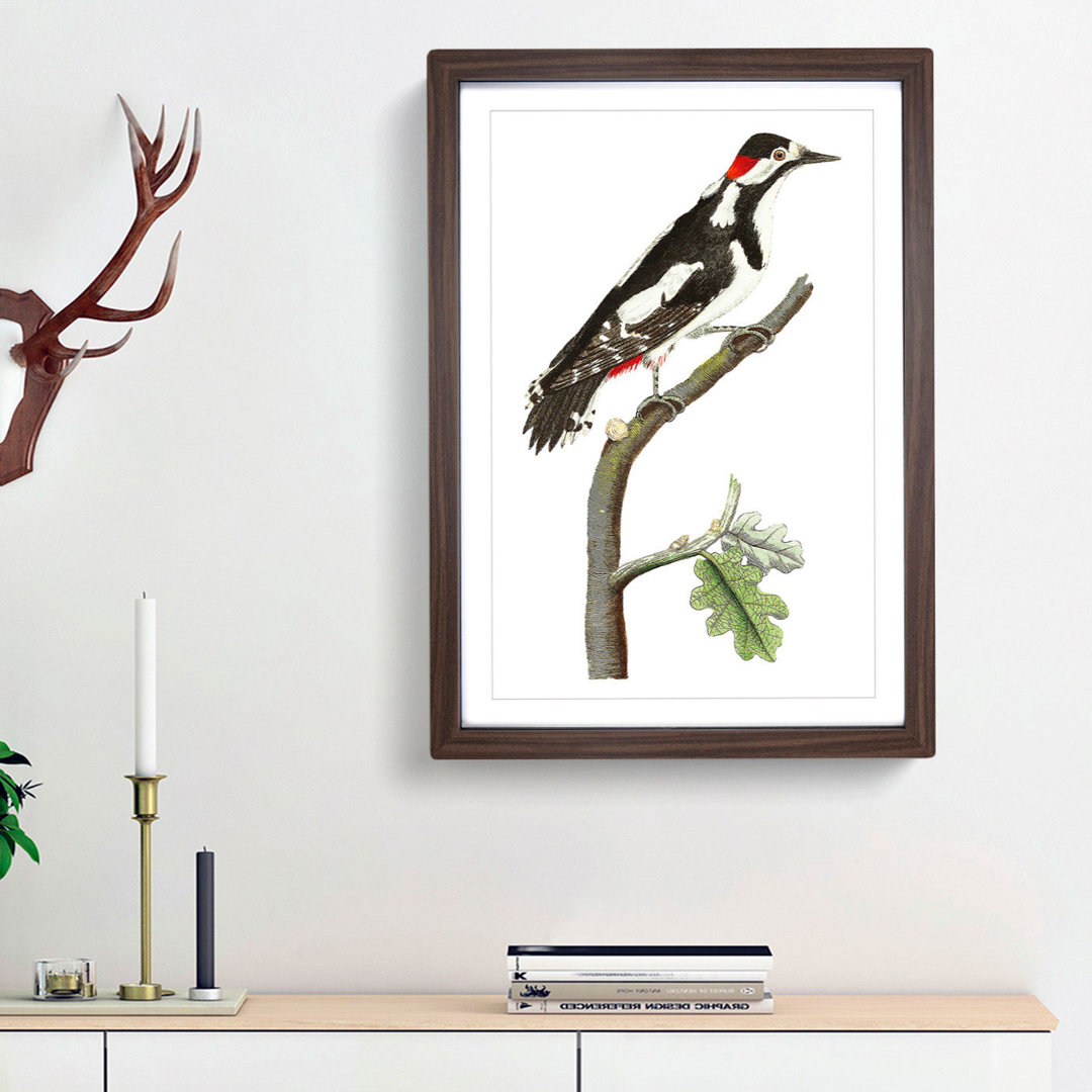 Great-Spotted Woodpecker by George Shaw - Framed Print