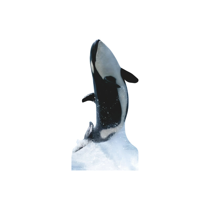 «SP13135 Killer Whale Free Jump»