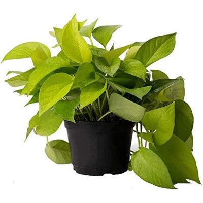 Low Light American Plant Exchange Neon Pothos, 6-Inch Pot, Bright Chartruse Foliage, Live Vining Houseplant