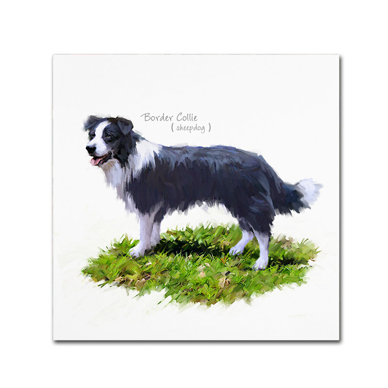 «Border Collie» par Armand, reproduction sur toile, H 24 po x l 24 po x P 2 po