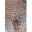 Chihuly Pheasant Fire Area Rug-56519314
