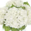Hydrangea Bouquet In Bubble Glass Vase-938174870
