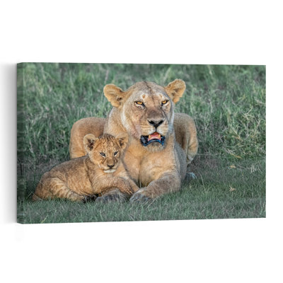 Lioness And Her Cub Contemporary Wall Art Print by Jeffrey C. Sink - 1 Piece Wrapped Canvas Wall Art