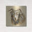 «Highland Animal Sheep» par Silvia Vassileva-1493908653