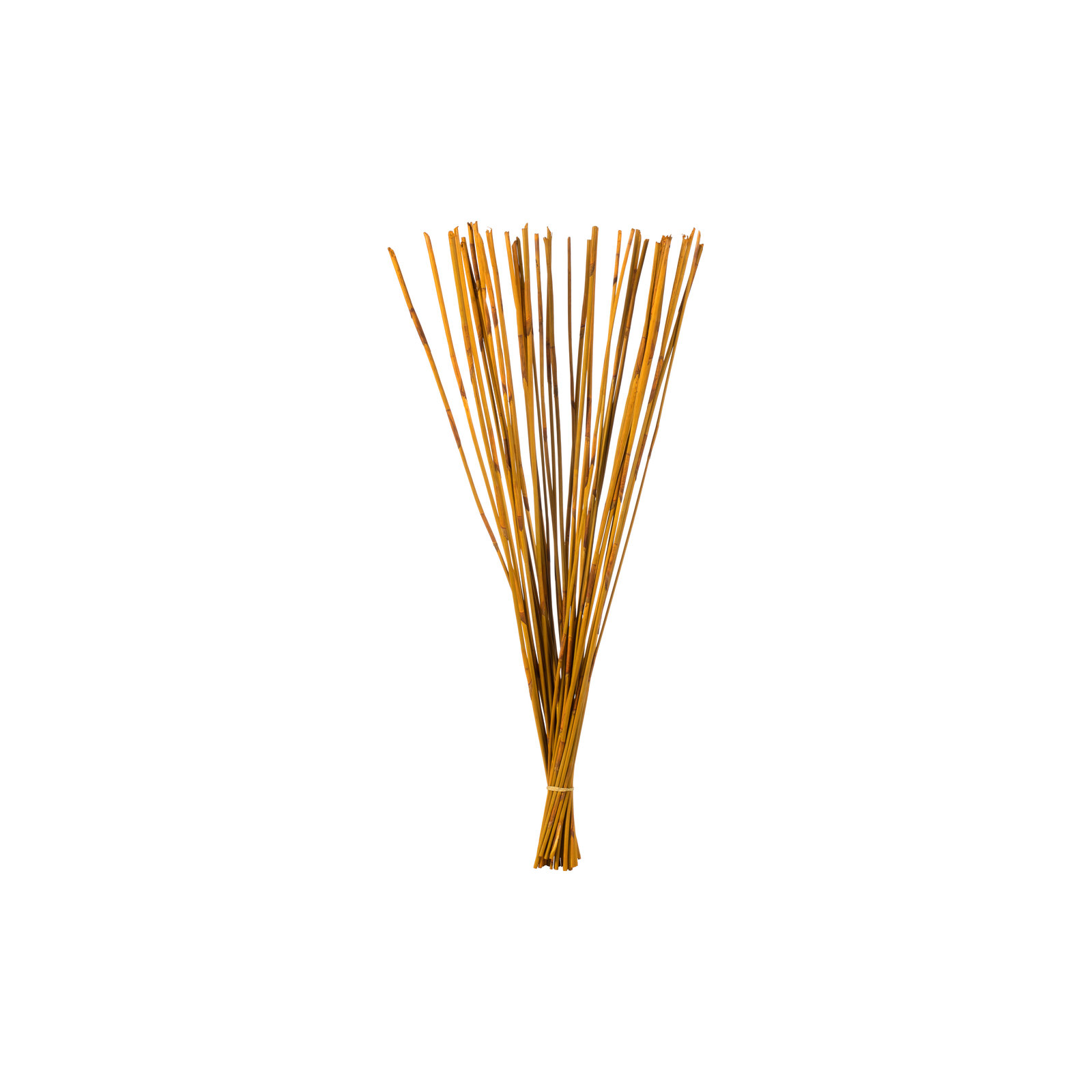 40" Elephant Reed, Dried, Aspen Gold