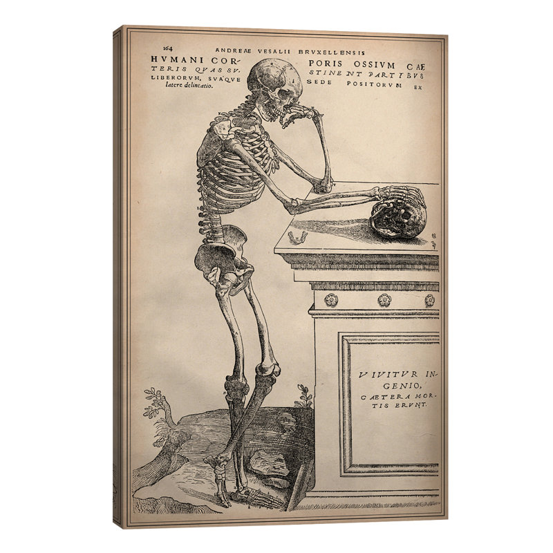 De Humani Corporis Fabrica Skeleton Standing by Vesalius - Print on Canvas, No Frame, 20.32 cm H x 30.48 cm W