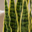 55cm Faux Plant in Pot Liner