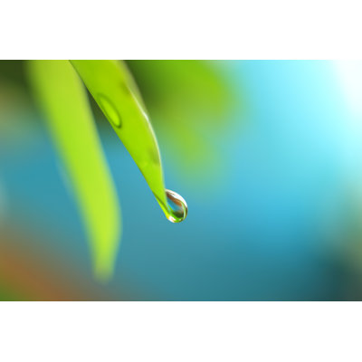 Water Drop on a Leaf - Ultra Shallow Dof by Konradlew