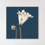 «Blue Luster Gloxinia», impression sur toile tendue-23605004