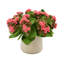 Kalanchoe Arrangement in Fiberstone Pot-1078803483
