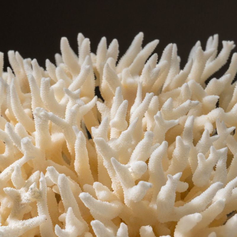 Genuine Birds Nest Coral (2.5 Lbs)