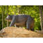 Statue ourson papa Benafield en bronze