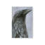 «Keep the Raven I» par Grace Popp, reproduction d'art sur toile-385240420