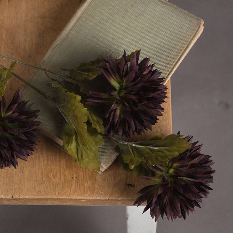 Anastasija Arrangement