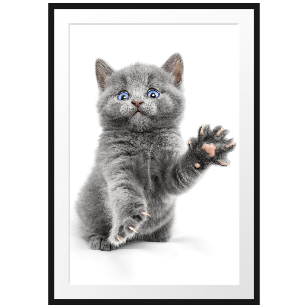 Gerahmtes Poster Babykatze die bettelt