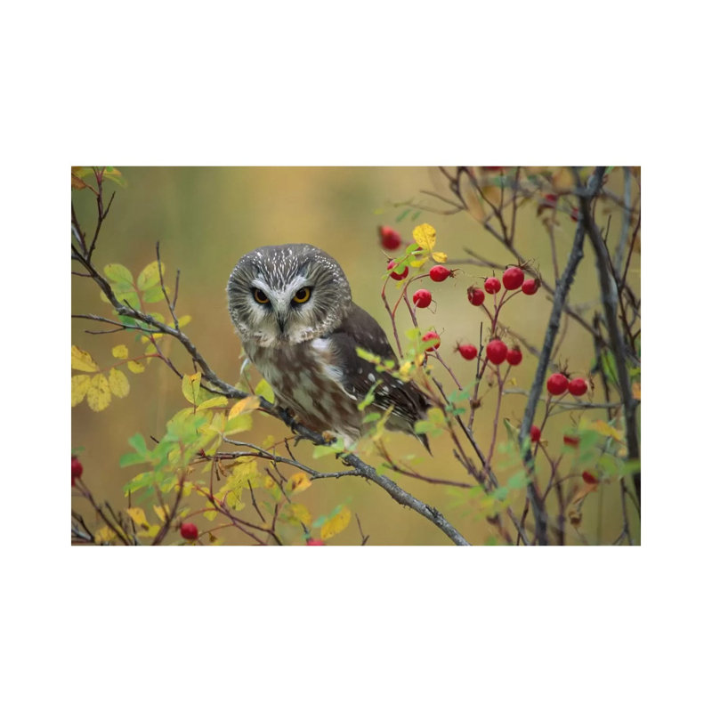 Northern Saw-Whet Owl Perching in a Wild Rose Bush, British Columbia, Canada I 1 Piece Wrapped Canvas Wall Art
