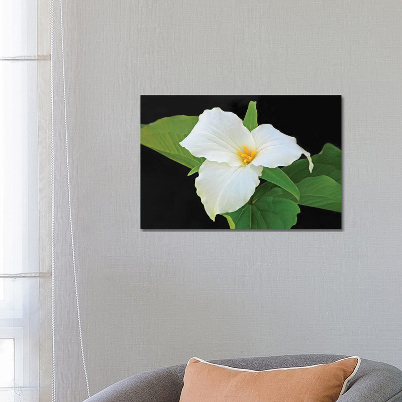 Trillium 1 Piece Wrapped Canvas Wall Art