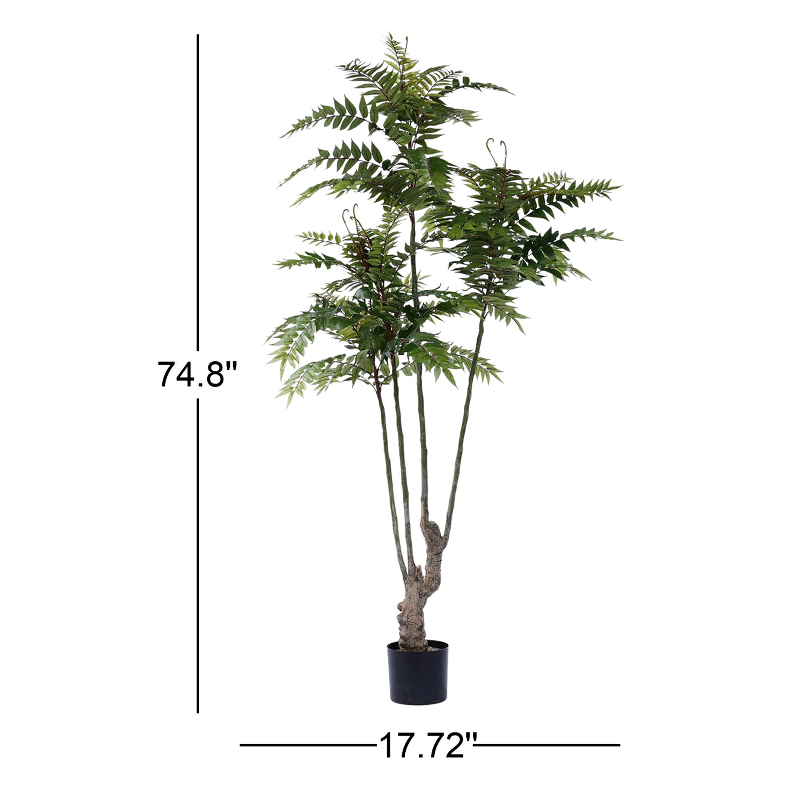 74.8'' TOONA SINENSIS Plant