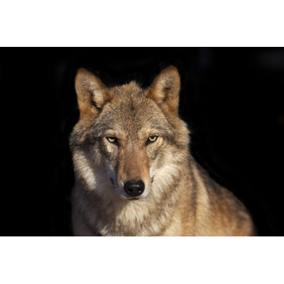 Eye To Eye Portrait With Wolf Female by Olga_gl - Wrapped Canvas Print