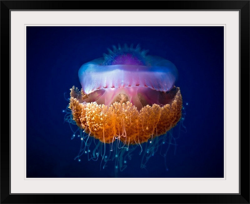 «Straub 'Fried Egg Jellyfish», impression, H 27 po x l 36 po x P 1,5 po, Toile
