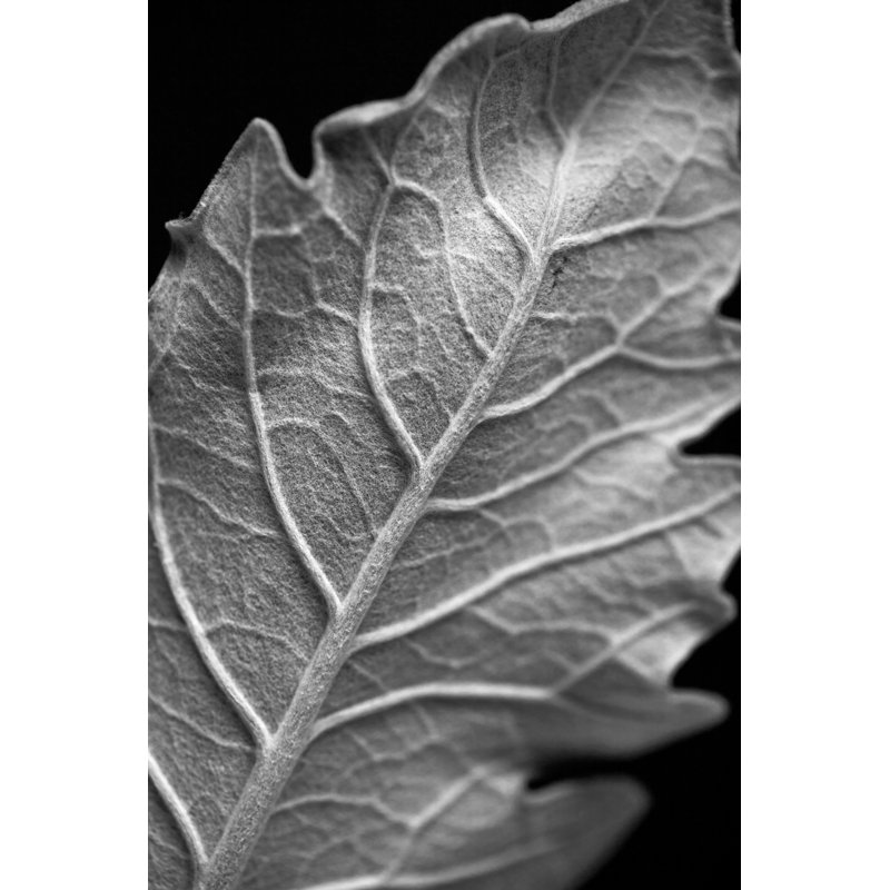 Striking Leaf I by Renée W. Stramel - Wrapped Canvas Print, 76cm H x 51cm W