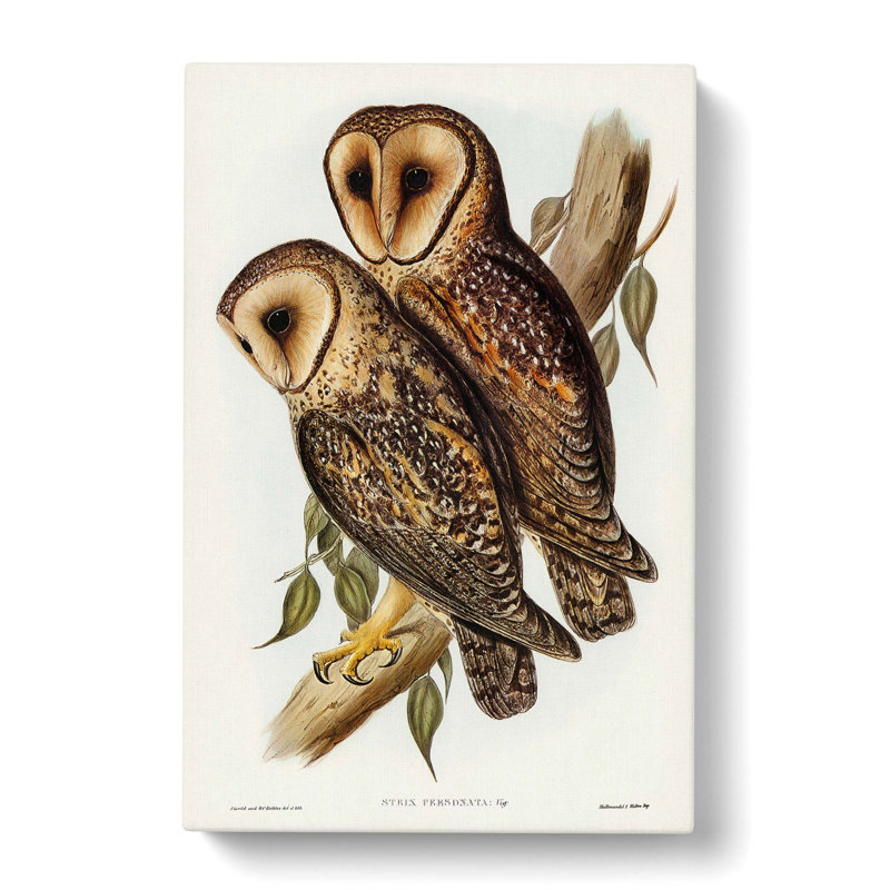 Masked Barn Owls by Elizabeth Gould - Wrapped Canvas, 50cm H x 35cm W x 3cm D