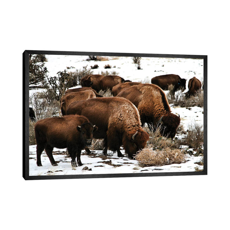 Buffalo - Print on Canvas, 66.04 cm H x 45.72 cm W, Black Framed