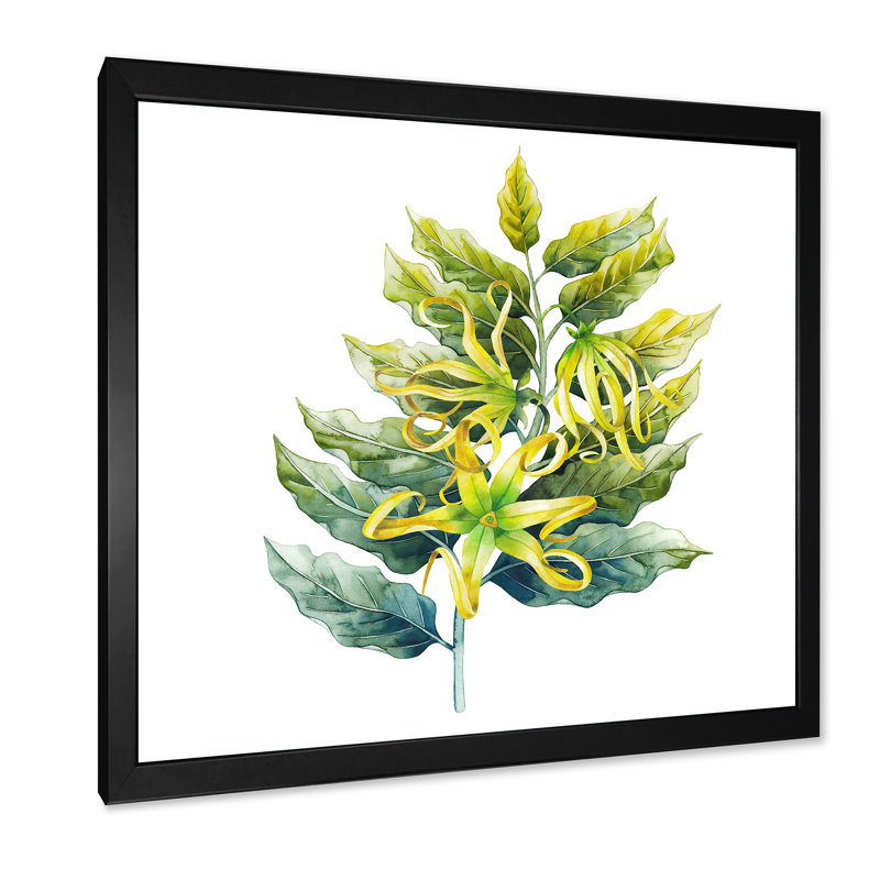 «Ylang Ylang Flower», impression sur toile, H 36 po x l 36 po x 1,5 po, Cadre photo noir
