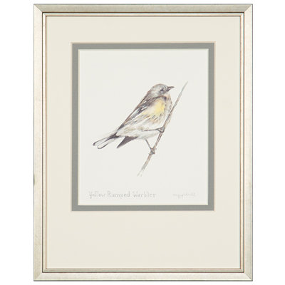 Yellow-Rumped Warbler Print by Daughdrill