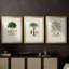 Arbre antique avec fruit - impression encadrée sur mesure de qualité supérieure matte - 3 pièces-6369811