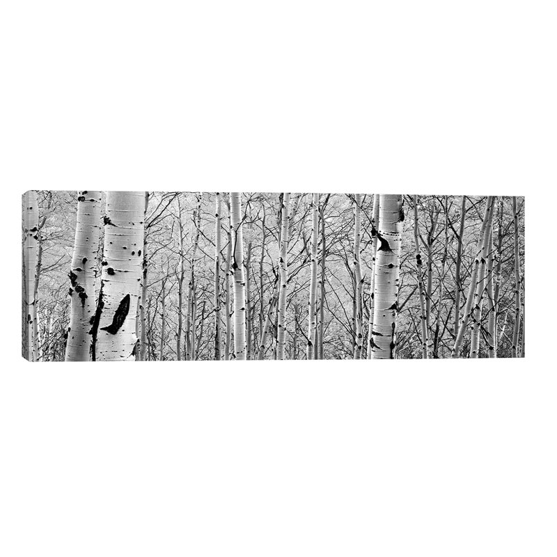 Aspen Trees In A Forest by Panoramic Images - Wrapped Canvas Panoramic Print, 121.92 cm H x 40.64 cm W x 3.175 cm D