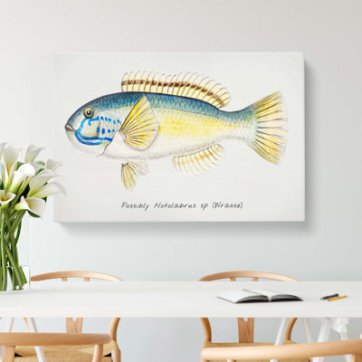 An Illustration Of A Wrasse Fish by F.E. Clarke - Wrapped Canvas Painting