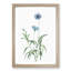 Cornflowers in Blue by Pierre-Joseph Redoute - Picture Frame Painting Print-55510551-55510552