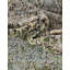 Tapis vert Alresford-1383697569