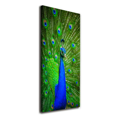 Peacock - Wrapped Canvas Print