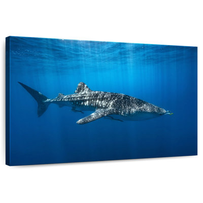 Baleine Brampt dans le bleu