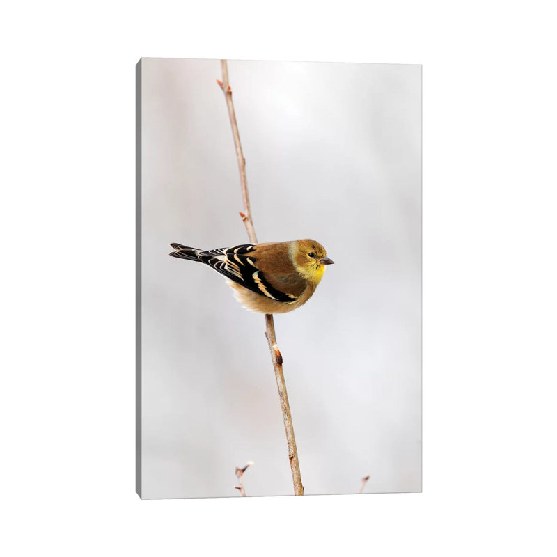 American Goldfinch Canada by Scott Leslie - Wrapped Canvas Print, 66.04 cm H x 45.72 cm W x 1.91 cm D